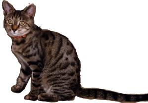 Katze